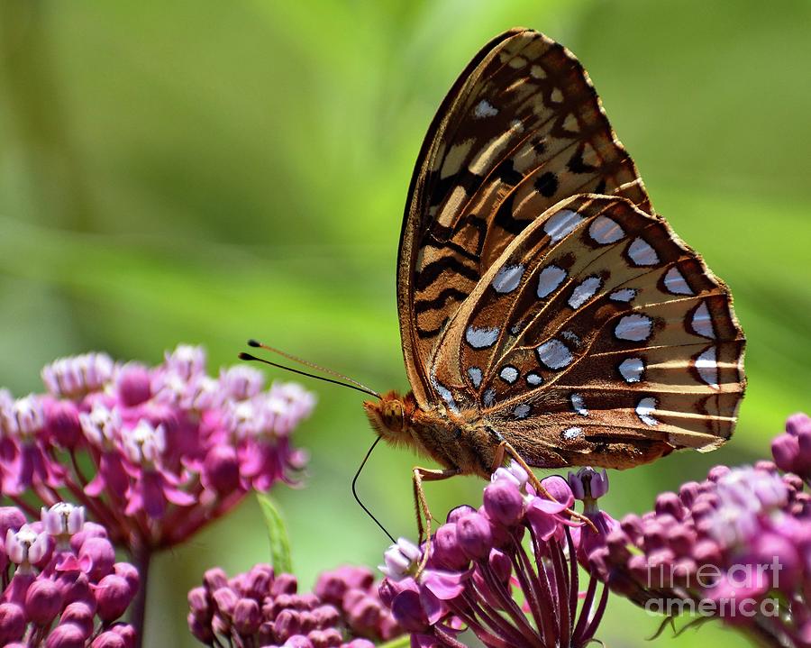 Fritillary And Exposed Proboscis Photograph by Cindy Treger