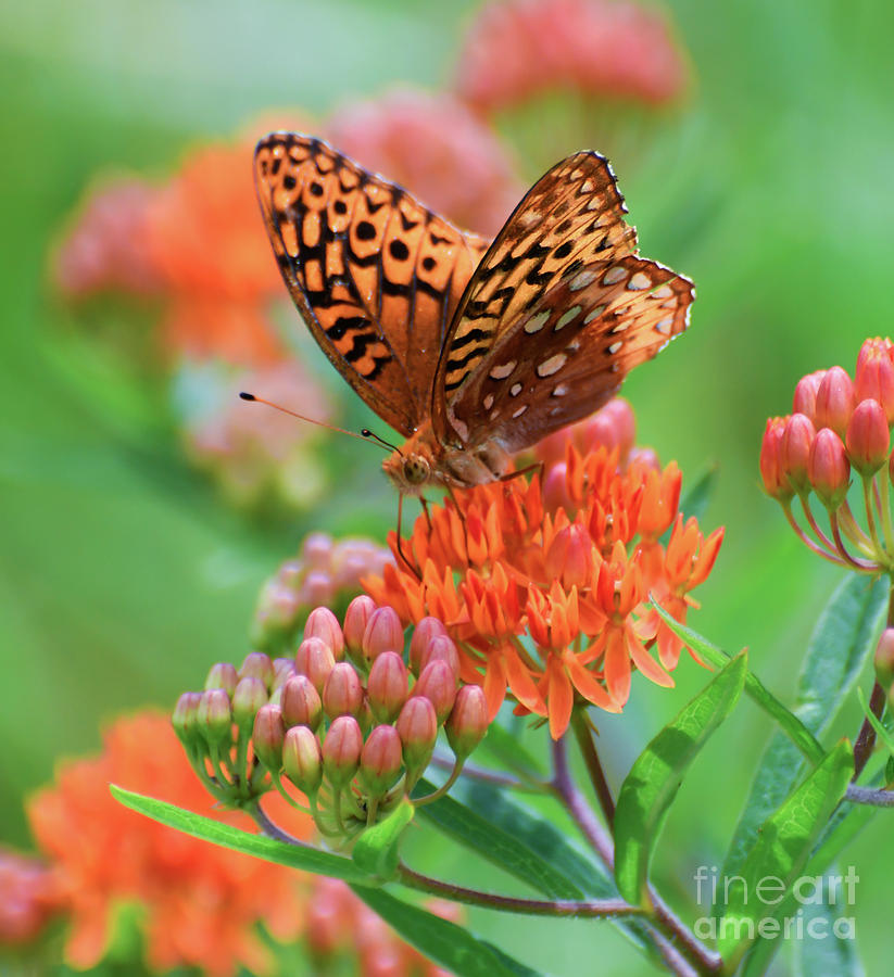 Flower Photograph - Fritillary Butterfly on Butterfly Milkweed by Kerri Farley