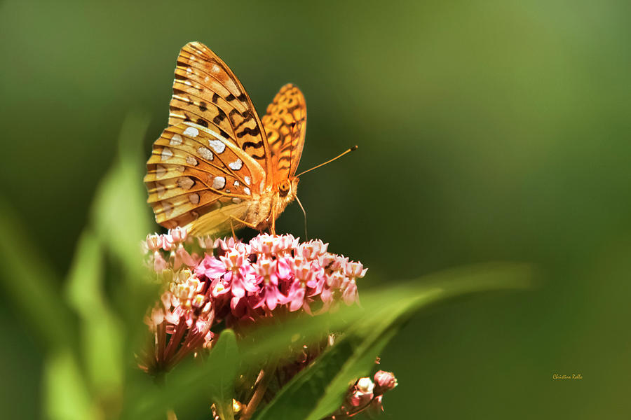 Fritillary butterfly On Pink Milkweed Flower Photograph by Christina Rollo