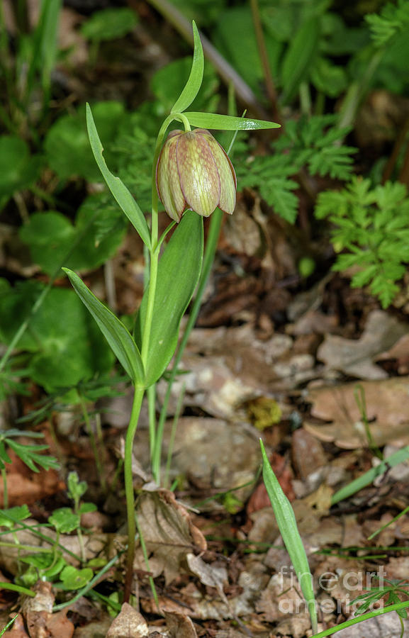 Fritillary (fritillaria Graeca Ssp. Thessala) In Flower Photograph by Bob Gibbons/science Photo Library