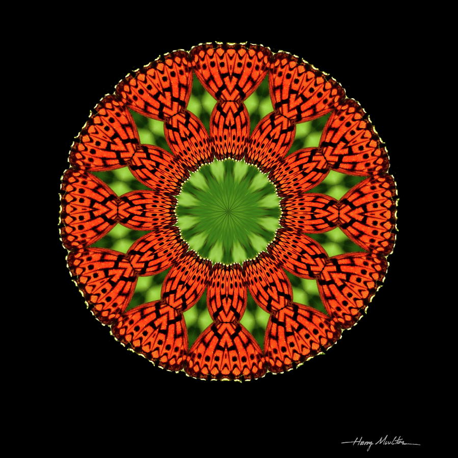 Fritillary Mandala Photograph by Harry Moulton