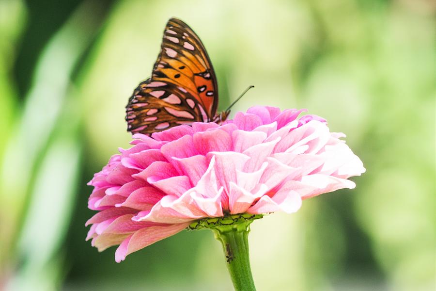Butterfly Photograph - Fritillary on Zinnia by Mary Ann Artz