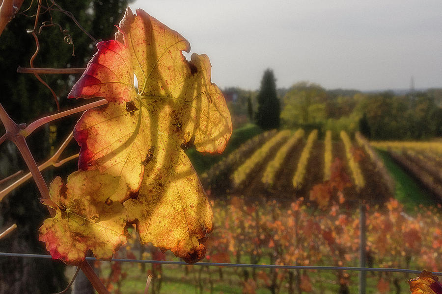 Friuli vineyard in fall Photograph by Wolfgang Stocker