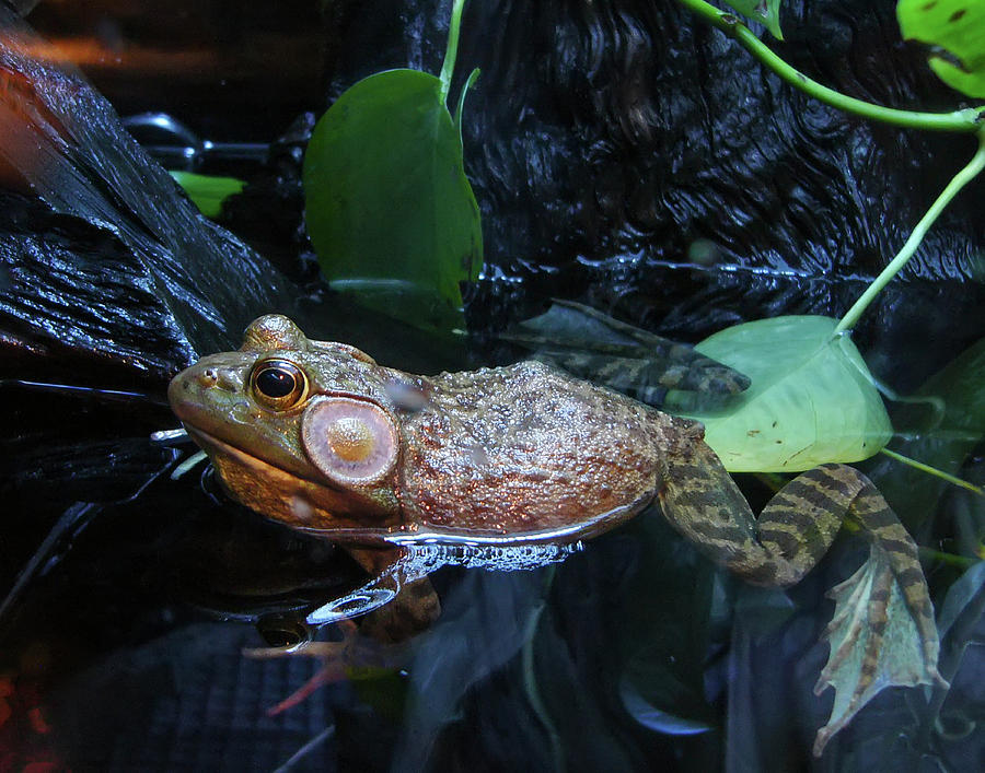 Frog #1 Photograph by Rhonda McDougall