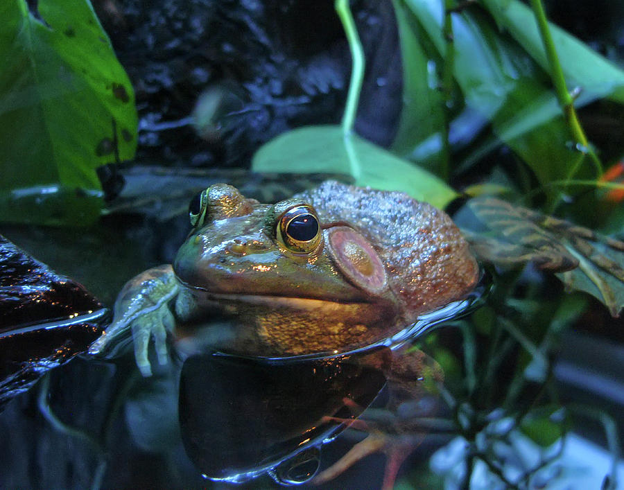 Frog #3 Photograph by Rhonda McDougall