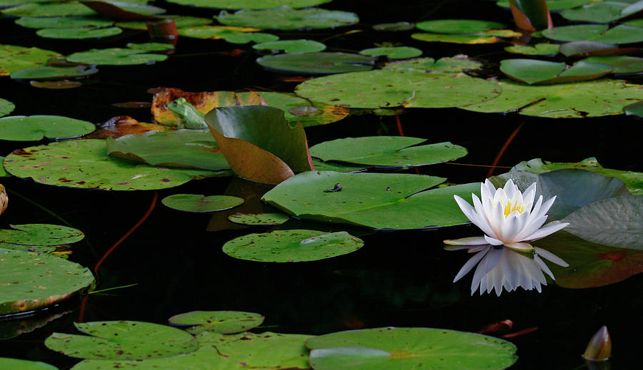 Frog And Water Lily Photograph by Jason D. Neely