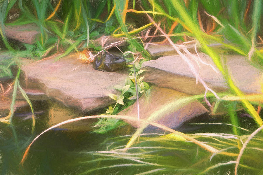 Frog by a Pond by Jason Fink Frog by a Pond by Jason Fink