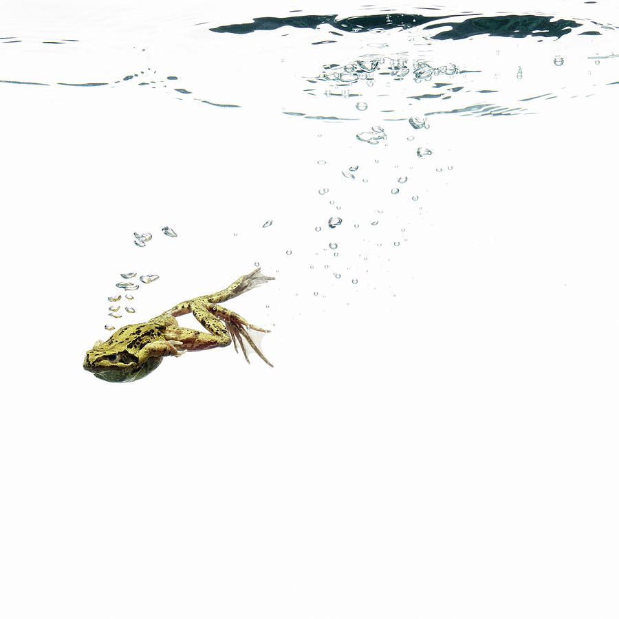 Frog Diving Under Water Photograph by Maarten Wouters