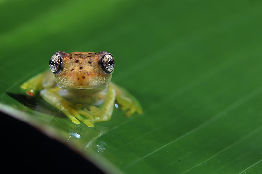 Frog Photograph - Frog Eyes by Nicolás Merino