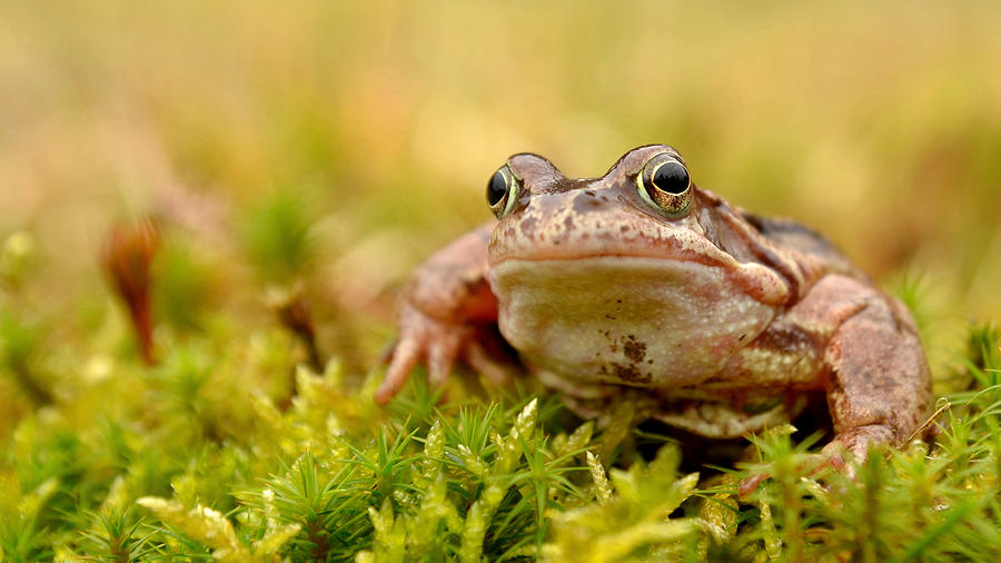 Frog Photograph by Gavin MacRae