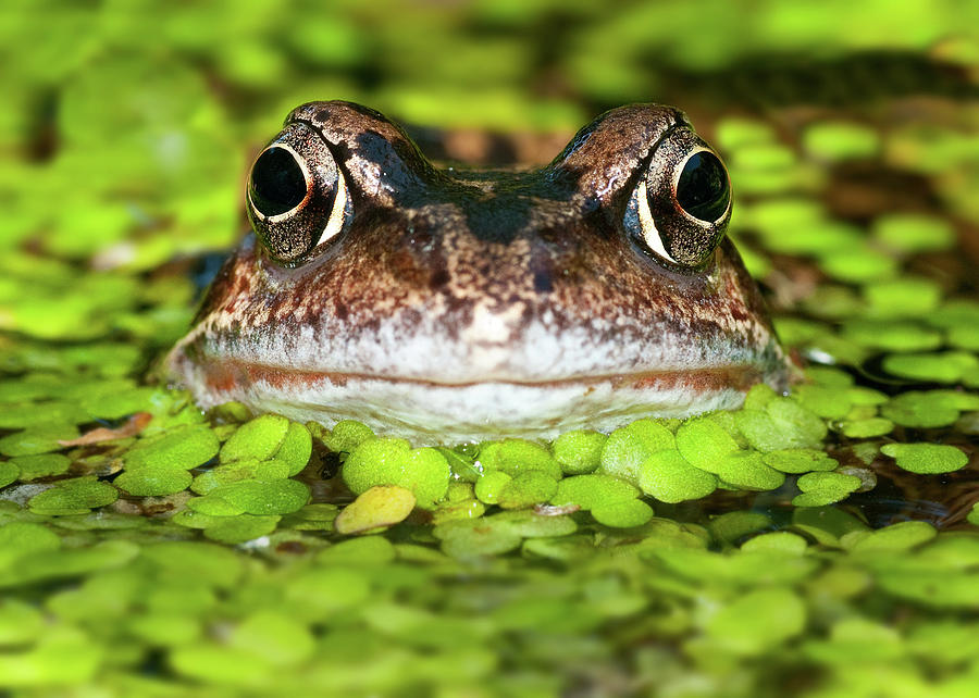 Frog In Pond Photograph by A J Withey