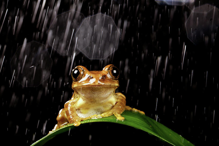Frog In Rain Photograph by Markbridger