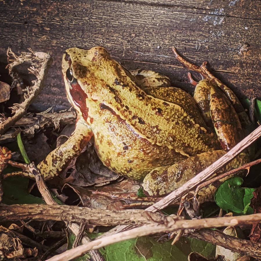 Frog in the Garden by Samuel Pye Frog in the Garden by Samuel Pye