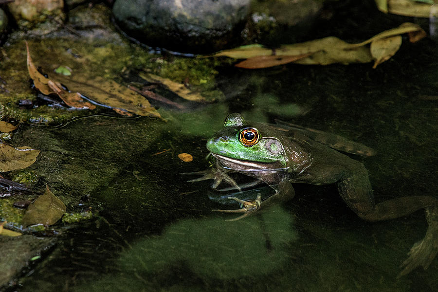 Frog in Water Photograph by Don Johnson