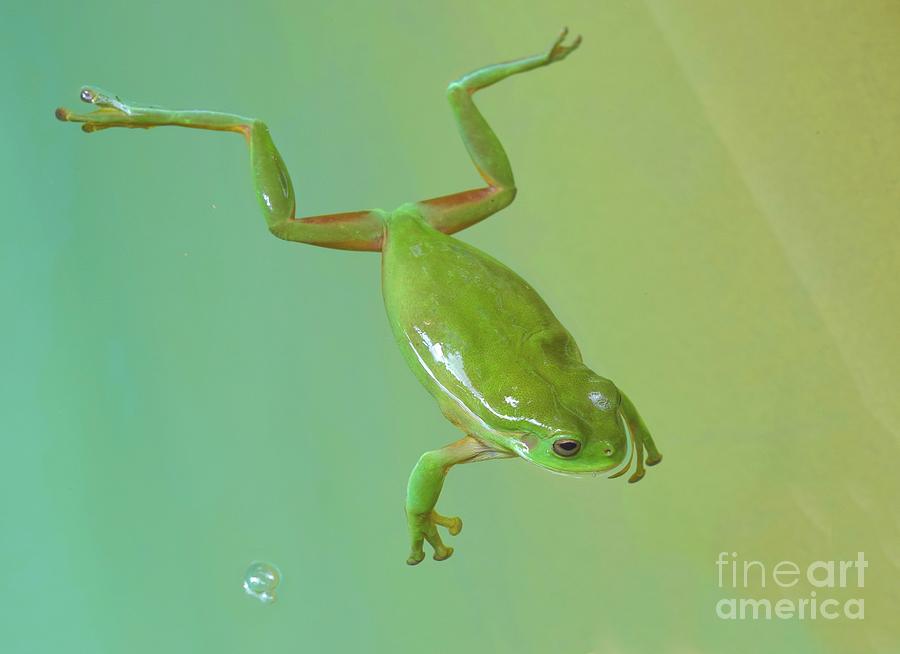Frog Photograph