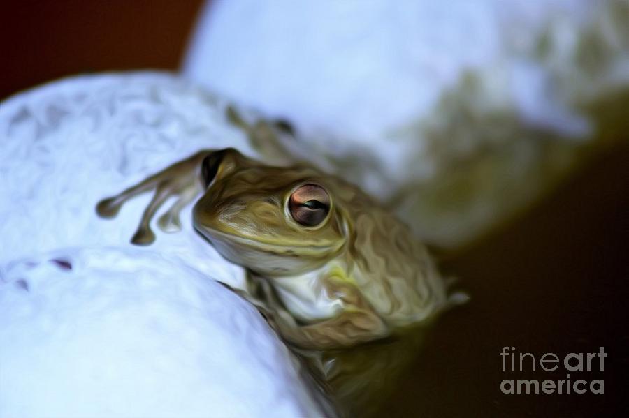 Frog Digital Art - Frog Jacuzzi  by Mesa Teresita