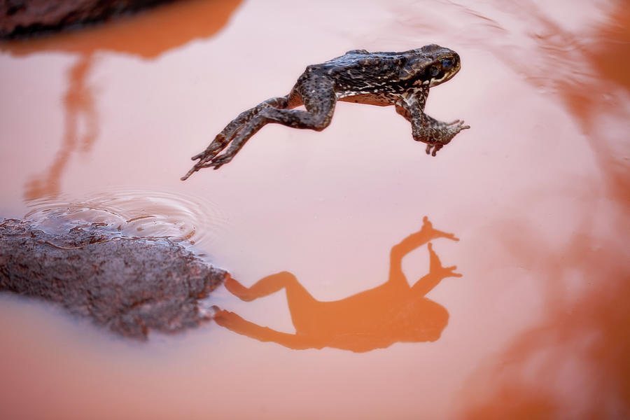 Frog Photograph - Frog Jump 3 by Thomas Haney