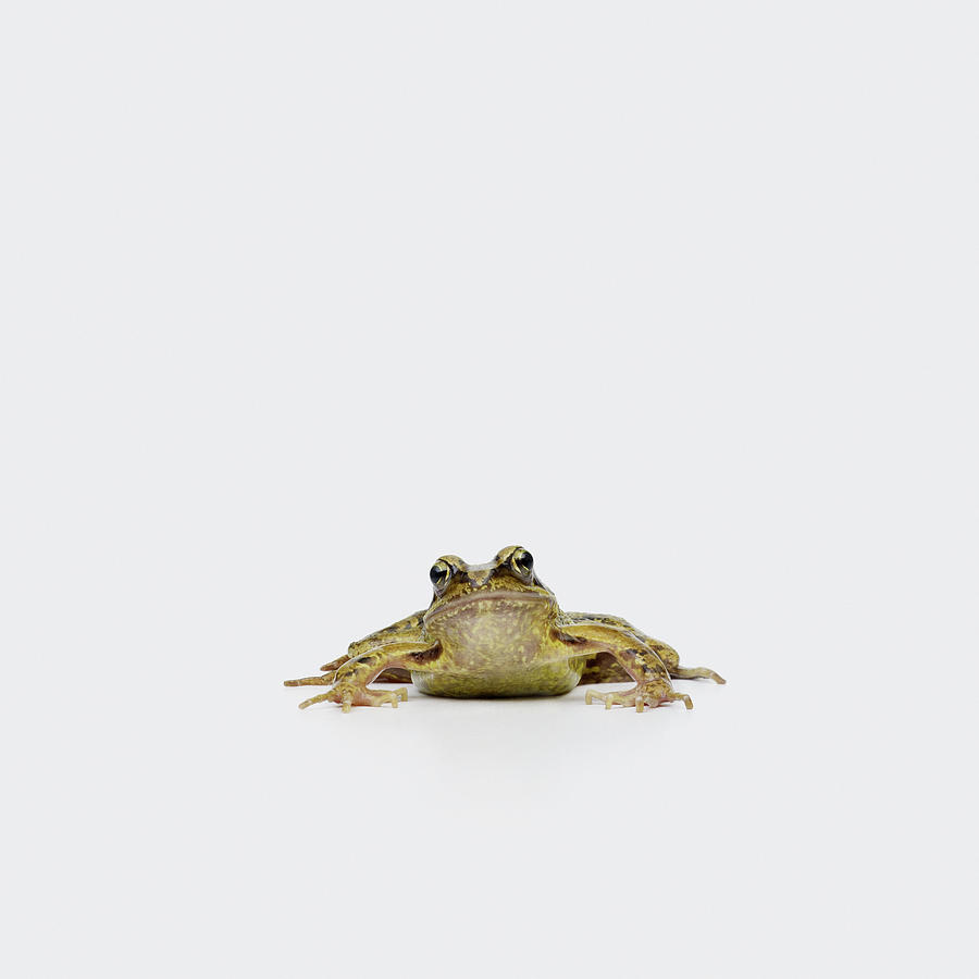 Frog Photograph by Maarten Wouters