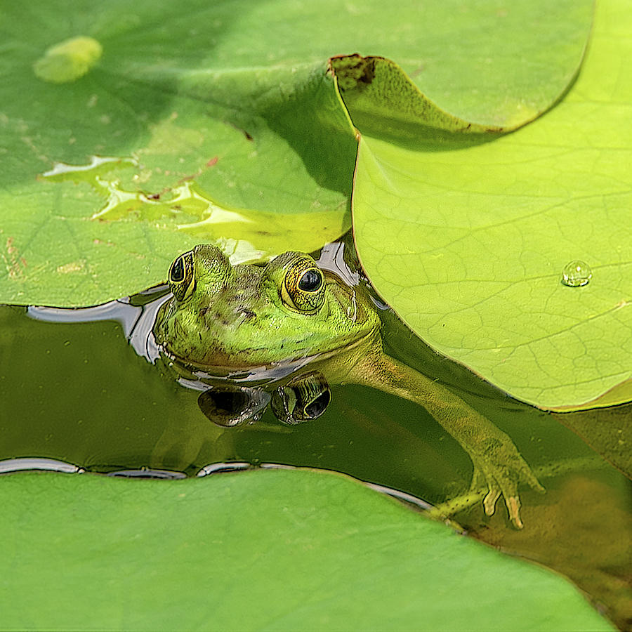 Frog Photograph by Minnie Gallman