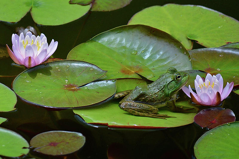 Frog On A Lily Pad Photograph By Judy Gorab Fine Art America