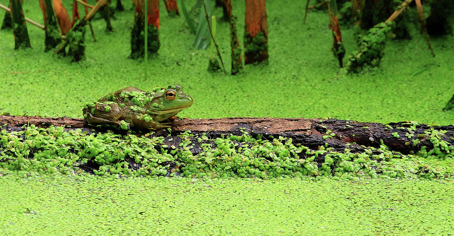 Frog On A Log Photograph by J Laughlin