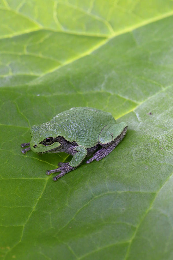 Frog on Leaf Photograph by Laura Smith