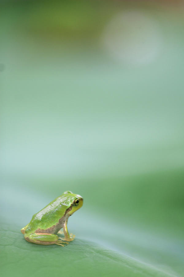 Frog On Leaf Of Lotus Photograph by Naomi Okunaka