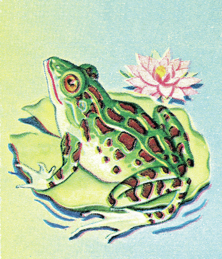 Vintage Drawing - Frog on Lily Pad by CSA Images