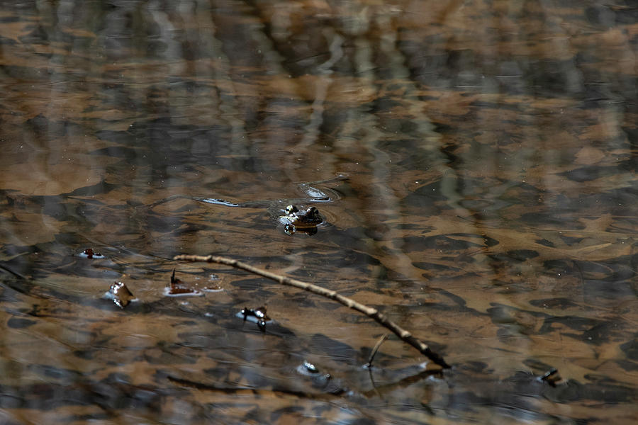 Frog peeking head above water Photograph by Dan Friend