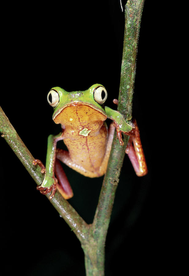 Frog, Phyllomedusa Vaillanti Photograph by Art Wolfe