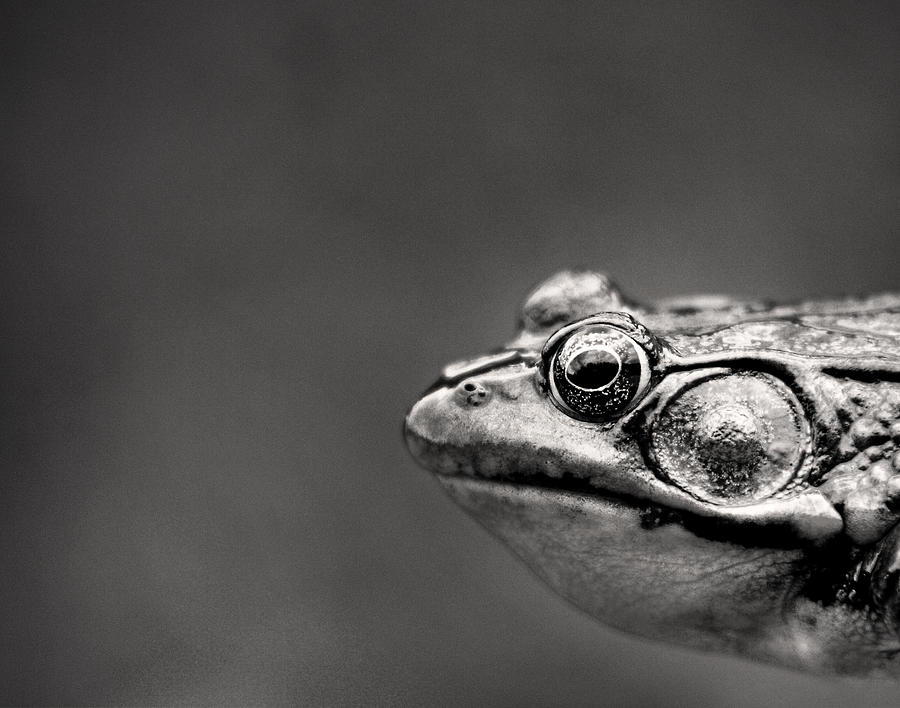 Black And White Photograph - Frog Portrait by Cappi Thompson