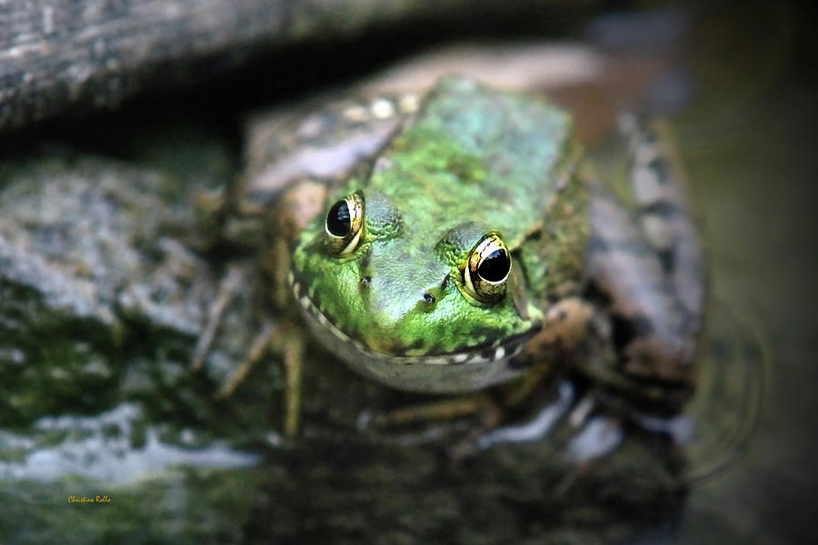 Frog Prince Photograph by Christina Rollo
