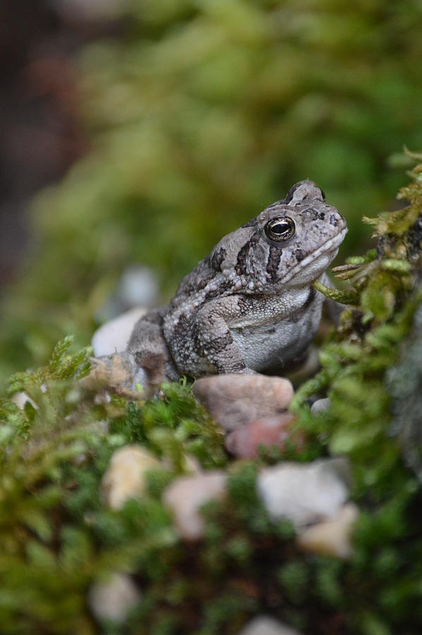 Amphibians Photograph - Frog Prince of The Moss Alabama Wildlife by Lesa Fine