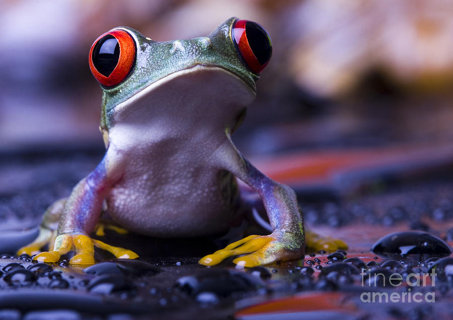 Big Photograph - Frog by Sebastian Duda Big Photograph - Frog by Sebastian Duda