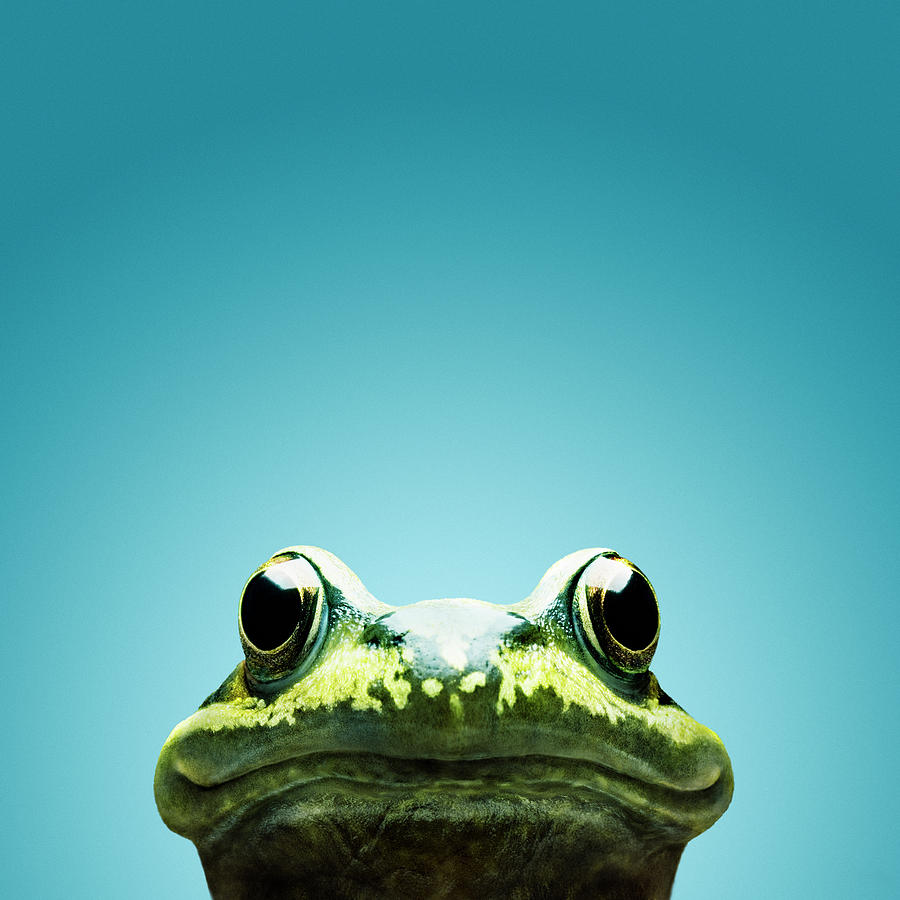 Frog Smile by Maarten Wouters