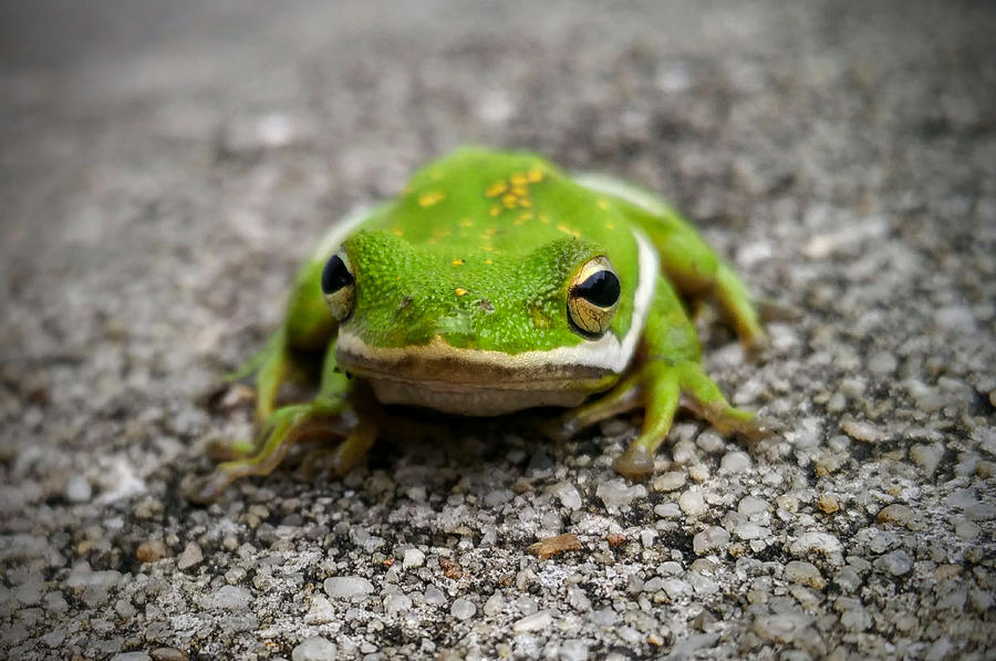 Frogger Photograph