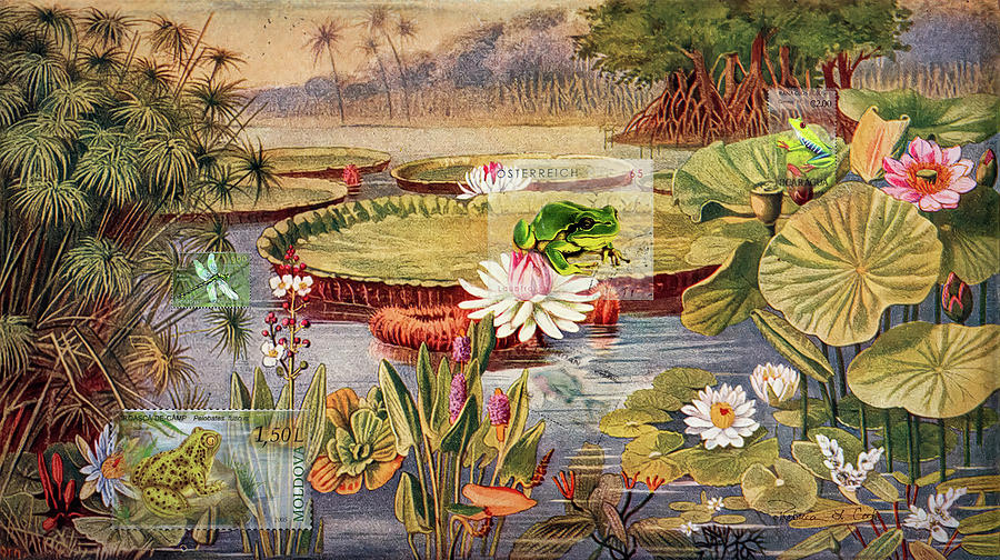 Frogs At The Lily Pond Photograph by Bellesouth Studio