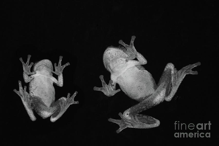 Frogs B-W Photograph by Aicy Karbstein