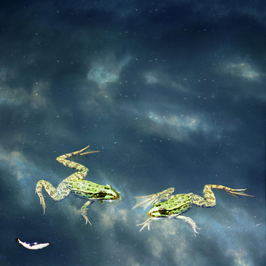 Feather Still Life Photograph - Frogs by Christiana Stawski