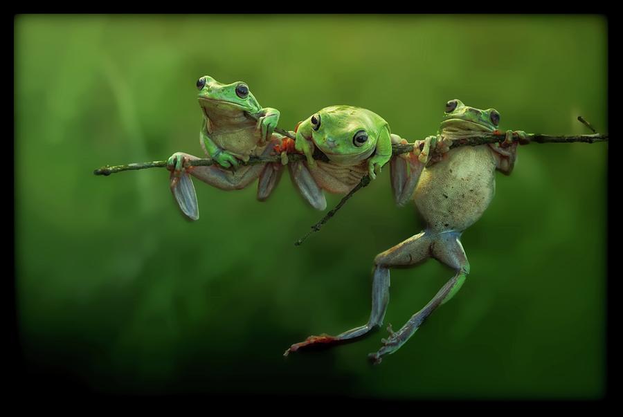 Animal Photograph - Frogs by Dawn Van Doorn