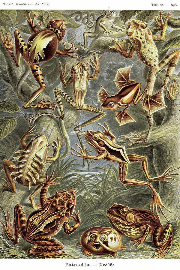 Frogs Painting by Ernst  Haekel