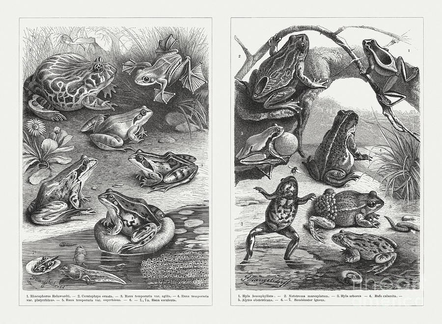 Frogs, Wood Engravings, Published Digital Art by Zu 09