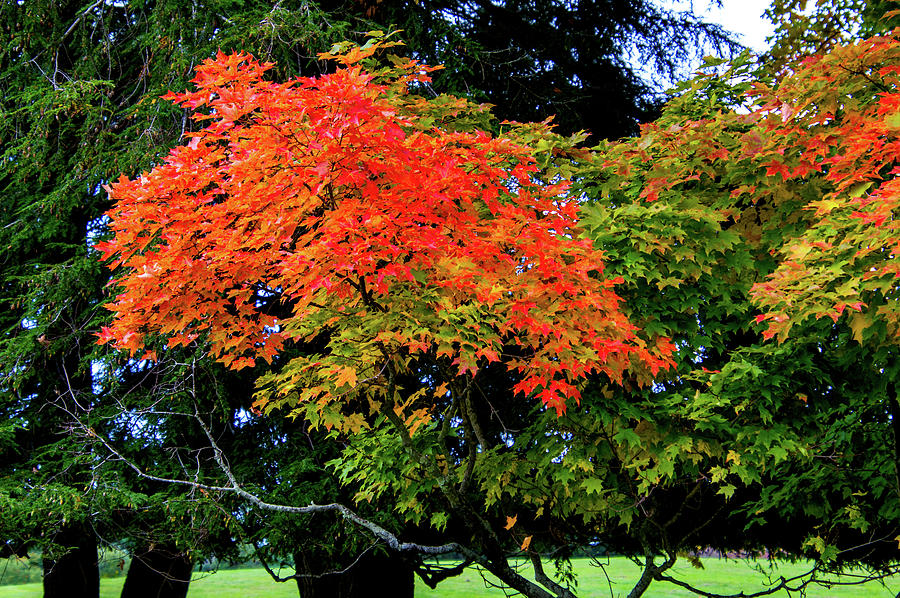 Fall Photograph - From Green to Orange by Dennis Dockham
