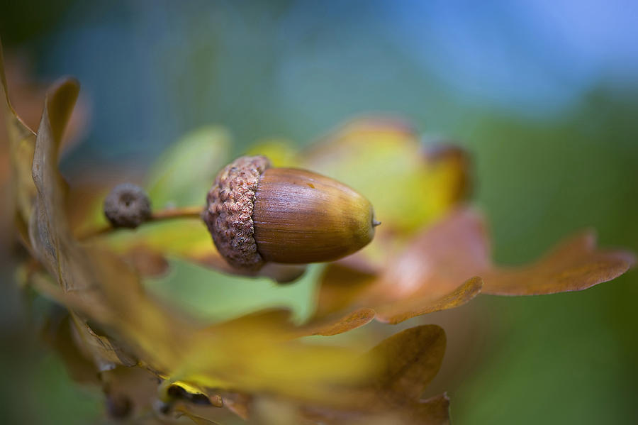 Fall Photograph - From Little Acorns by Jacky Parker