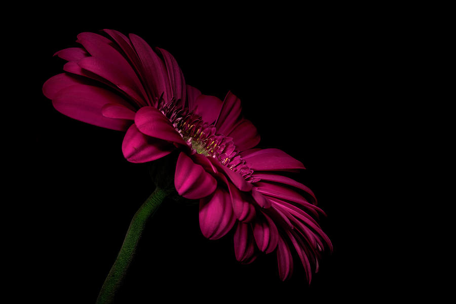Flower Photograph - From Out Of The Dark by Sandi Kroll