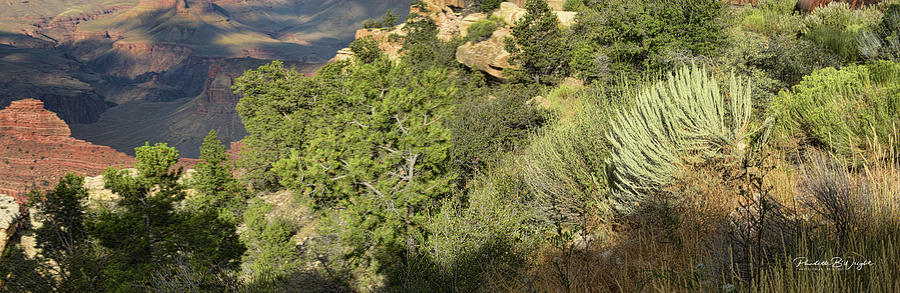 From Scrub And Pine To The Canyon Below by Paulette B Wright From Scrub And Pine To The Canyon Below by Paulette B Wright