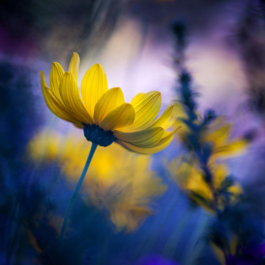Flower Photograph - ...from The Dark Garden... by Pali Gerec