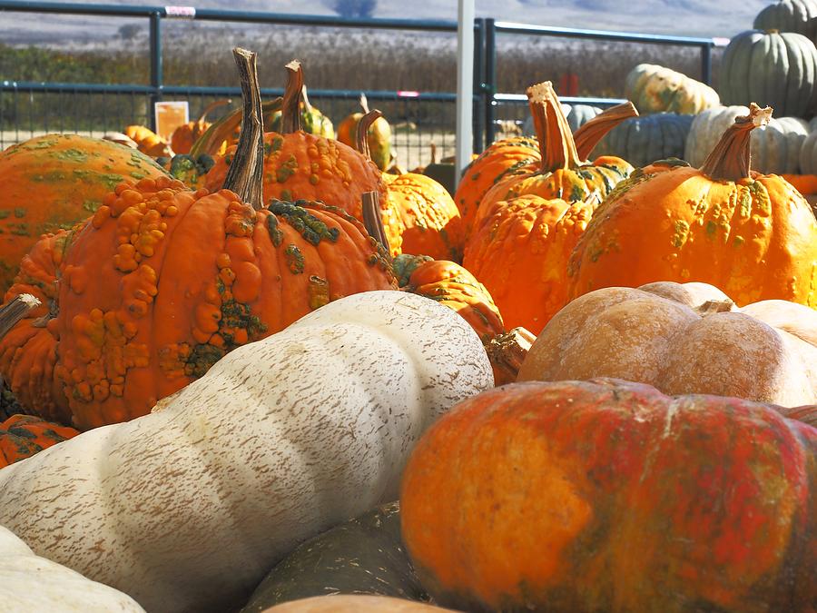 From the Pumpkin Patch Photograph by Richard Thomas