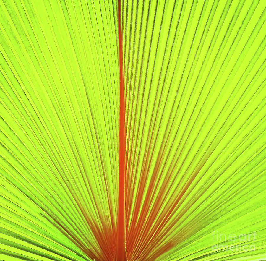 Frond Abstract Mixed Media