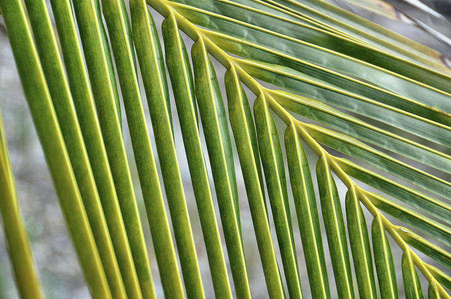 Frond Texture Photograph by JAMART Photography